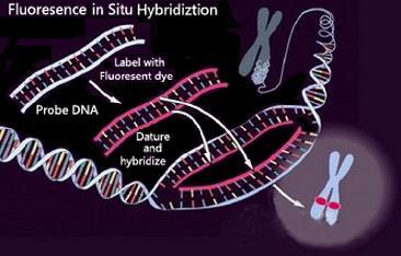 原位雜交技術(shù)服務(wù)