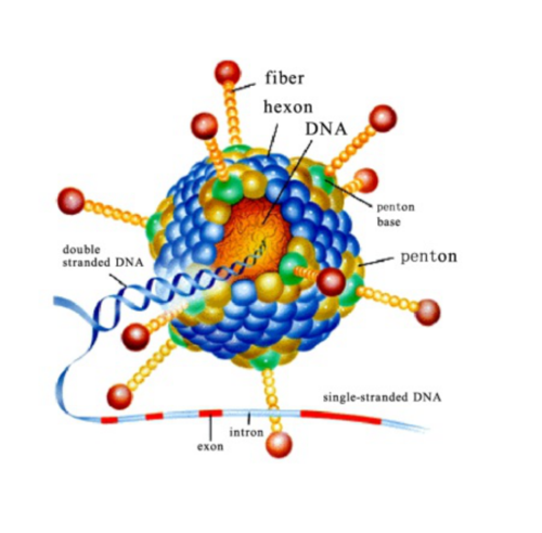 病毒（腺相關(guān)病毒/腺病毒/慢病毒）包裝服務(wù)