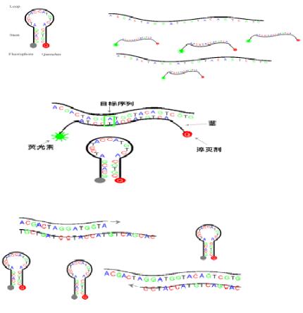 如何評(píng)估Real-time qPCR定量檢測(cè)？（經(jīng)驗(yàn)總結(jié)）