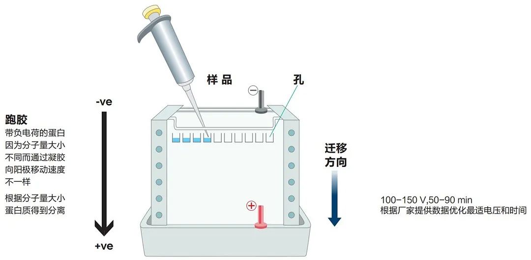 新手必看 | WB 常用試劑配方新版！