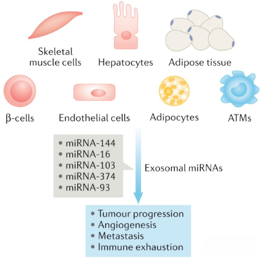外泌體在代謝性疾病相關(guān)癌癥診療中的價(jià)值