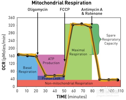 Seahorse線粒體能量代謝實驗服務(wù)(圖1) Seahorse線粒體能量代謝實驗服務(wù)(圖1)