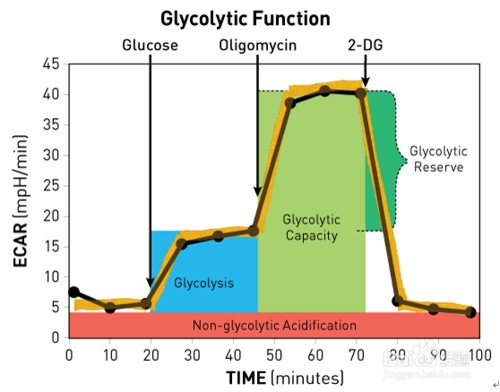 Seahorse線粒體能量代謝實驗服務(wù)(圖2) Seahorse線粒體能量代謝實驗服務(wù)(圖2)