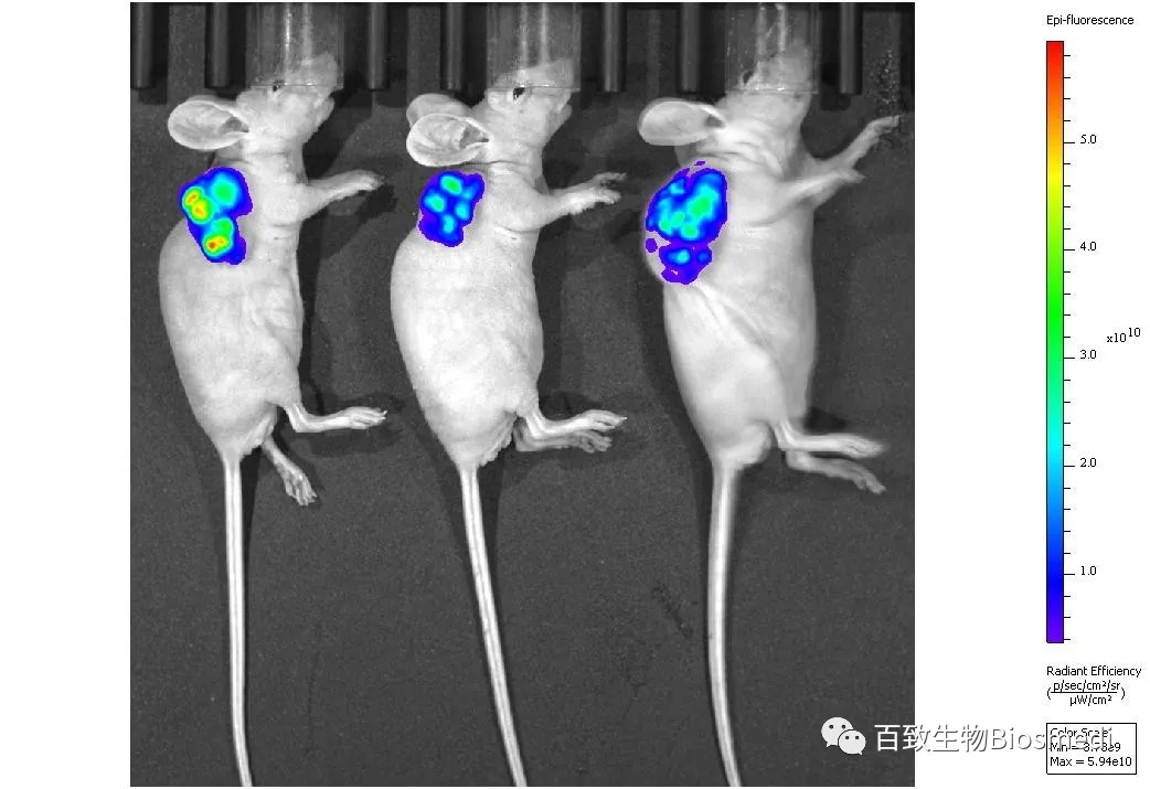 動物醫(yī)學(xué)實(shí)驗(yàn)(圖2) 動物醫(yī)學(xué)實(shí)驗(yàn)(圖2)
