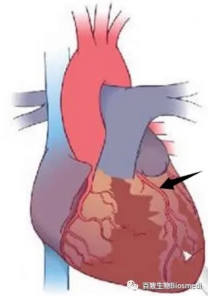 動物醫(yī)學(xué)實(shí)驗(yàn)(圖3) 動物醫(yī)學(xué)實(shí)驗(yàn)(圖3)